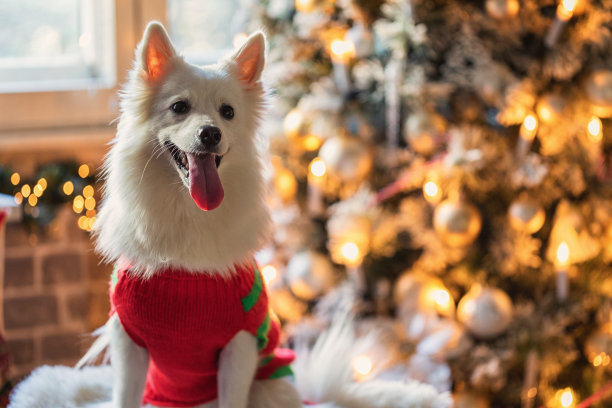 纯种犬,事件,圣诞装饰物