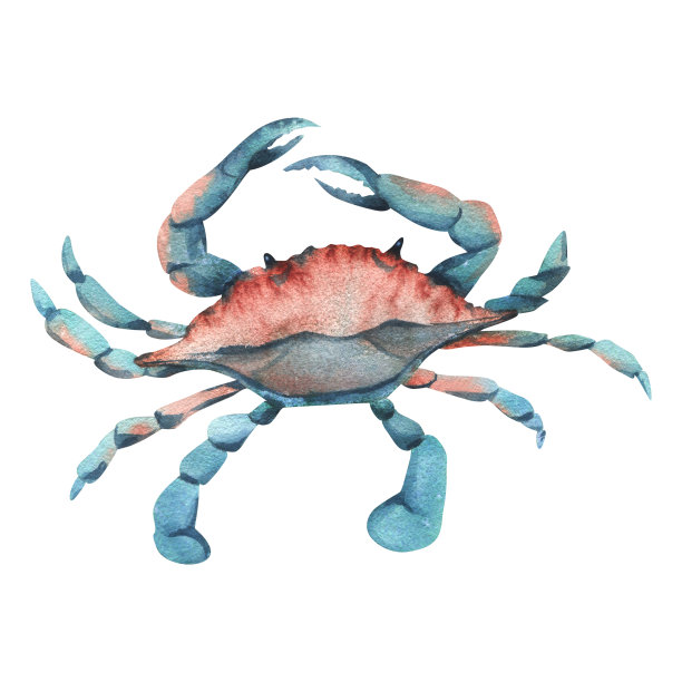 青蟹插画
