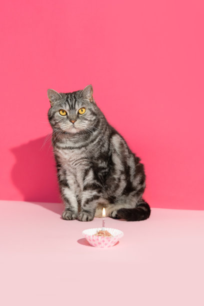 生日小猫派对可爱庆祝蛋糕形象