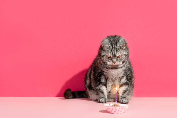 生日小猫派对可爱庆祝蛋糕形象