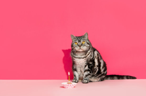 生日小猫派对可爱庆祝蛋糕形象