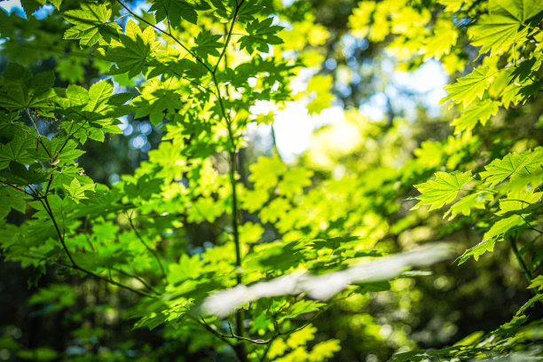 环何 森林 绿色 低碳 太阳