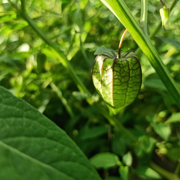 圣女果果树