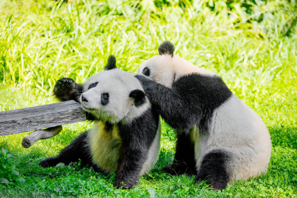 熊猫爱旅游