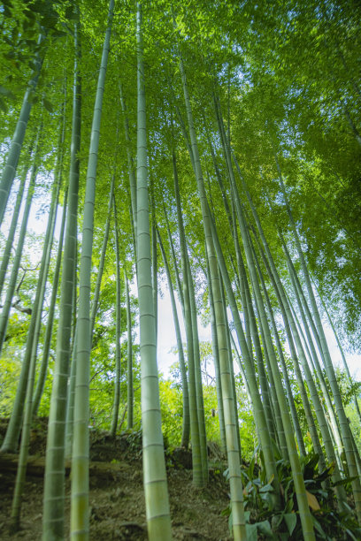 仰视竹子树木