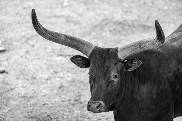 野牛,公牛,德克萨斯长角牛