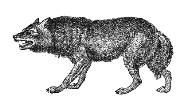 动物学,杂食动物,灰狼