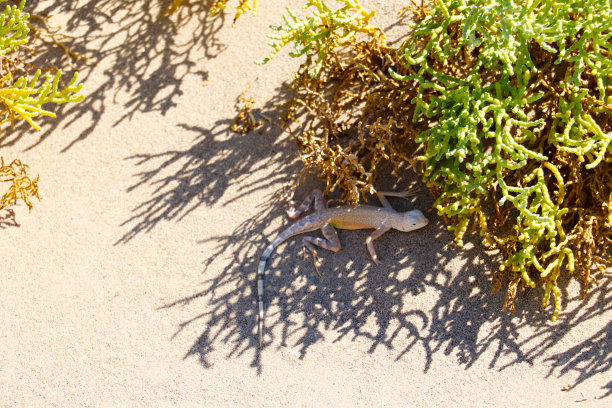 沙漠灌木丛中的蜥蜴