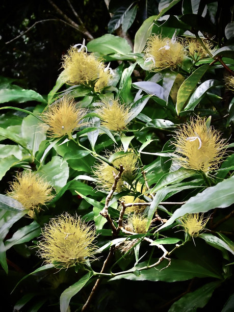 黄色背景上的热带植物和花卉