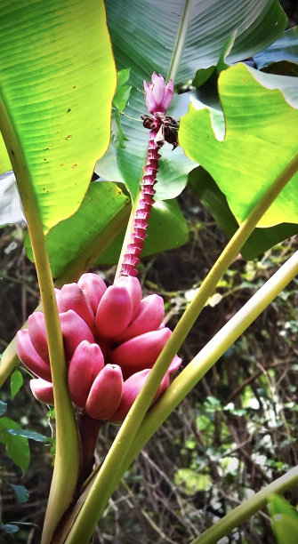 热带植物 链条