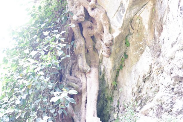 大山里的寺院