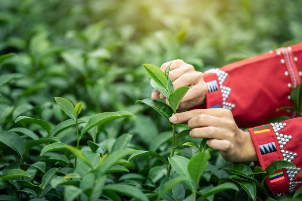 手工采摘茶园