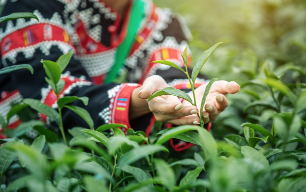 手工采摘茶园