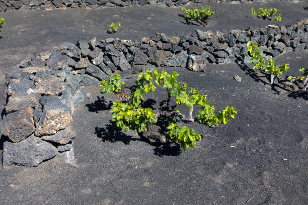 葡萄园,兰萨罗特岛,有蔓植物