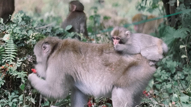 猴妈妈和小猴子