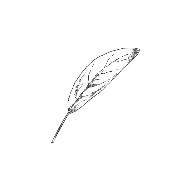 植物矢量线描之鼠尾草