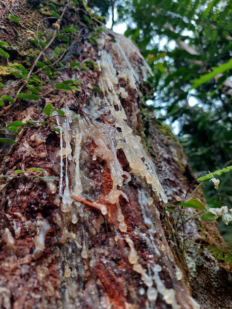 彩色橡皮软糖