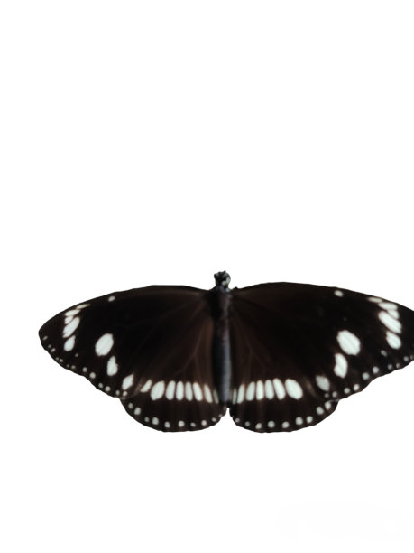 一只休憩的美丽黑蝴蝶