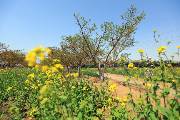 油菜花开