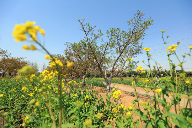 油菜花开