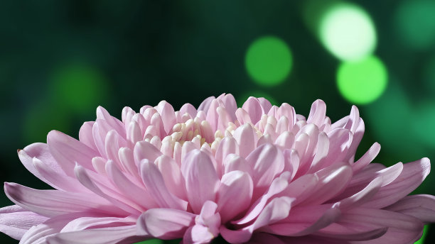 雨后菊花高清摄影