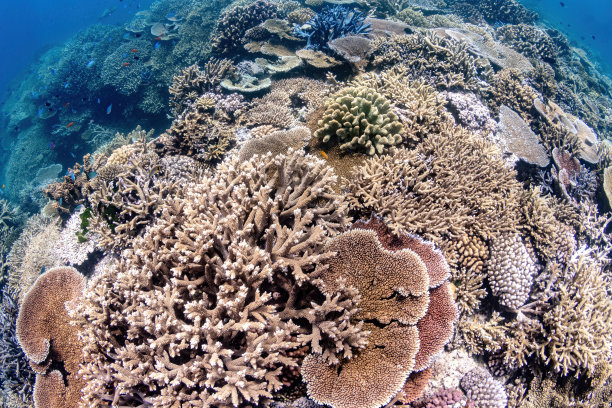 澳大利亚凯恩斯大堡礁浮潜