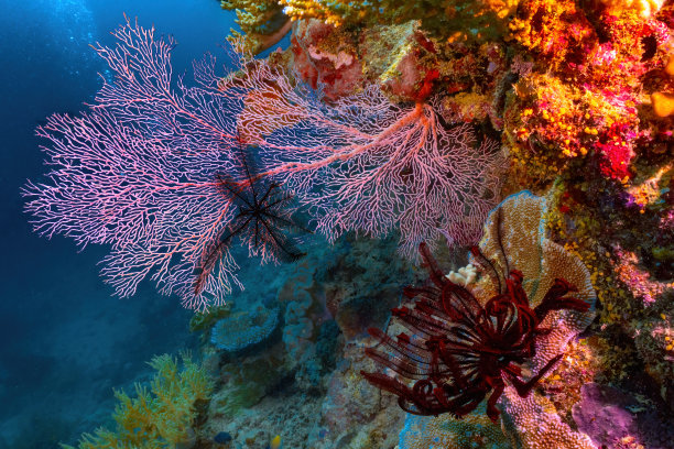 澳大利亚凯恩斯大堡礁浮潜