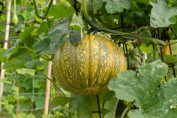 田园有机蔬菜沙拉