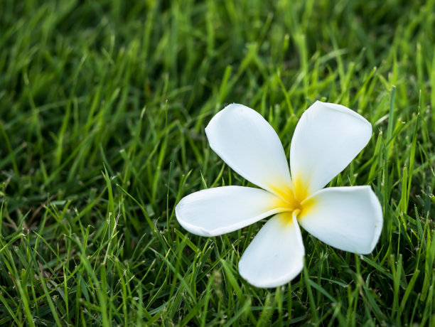 栀子花装饰背景花卉