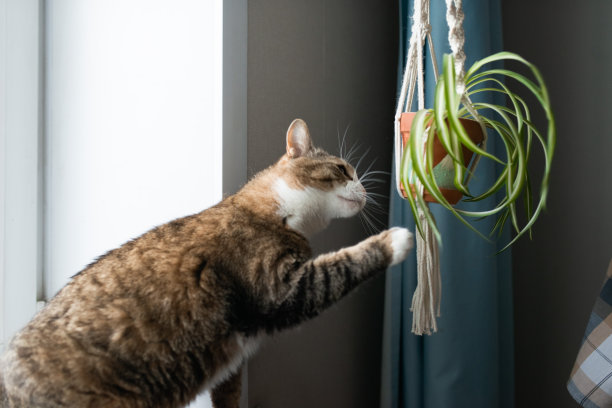 窗户鲜花小猫咪