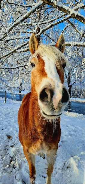 雪地里站立的马