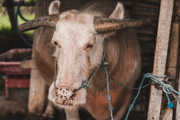 sapi