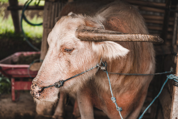 sapi