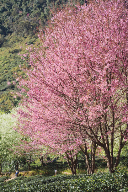 茶园樱花