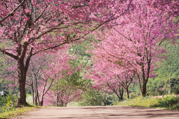 茶园樱花