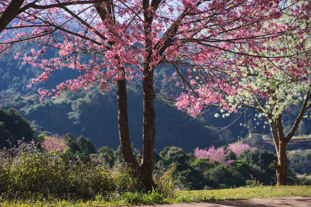 茶园樱花