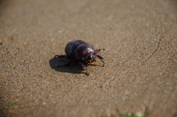 独角甲虫