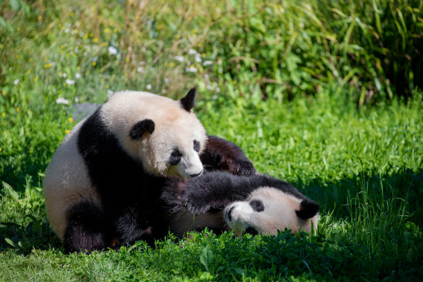 熊猫爱旅游