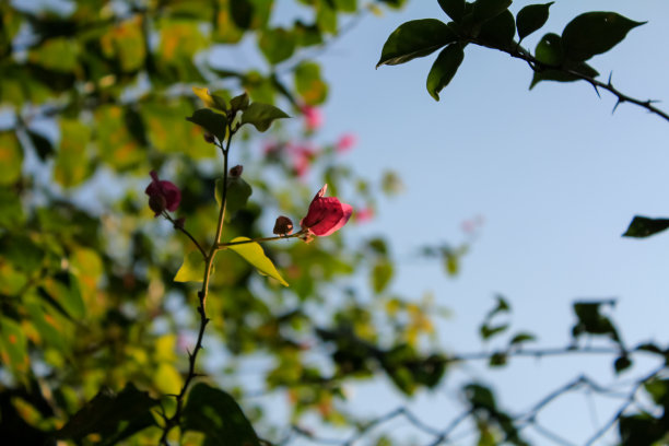 叶子花 光叶子花 苞花 花朵