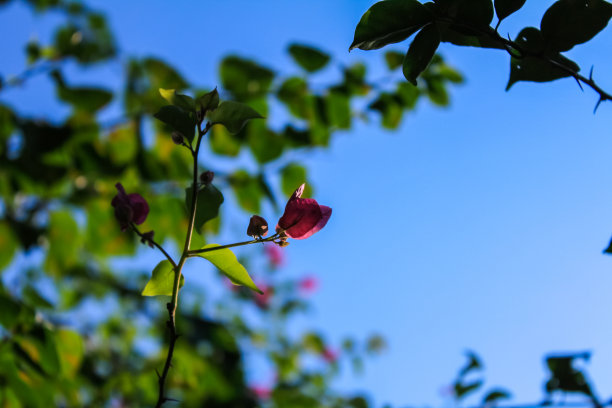 叶子花 光叶子花 苞花 花朵