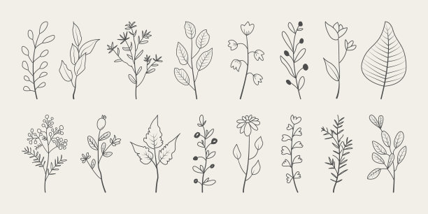 黑白简约线条植物绘画