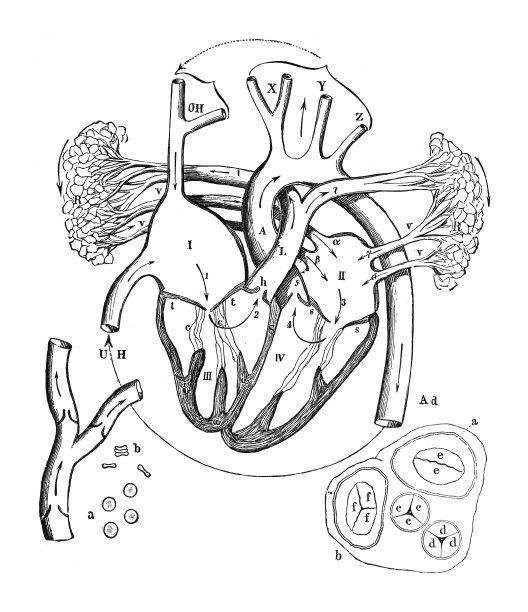 肺血管解剖图