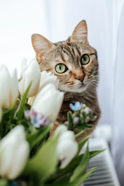 窗户鲜花小猫咪