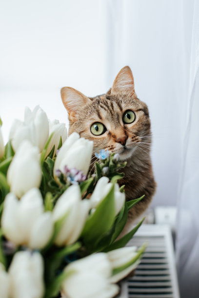 窗户鲜花小猫咪