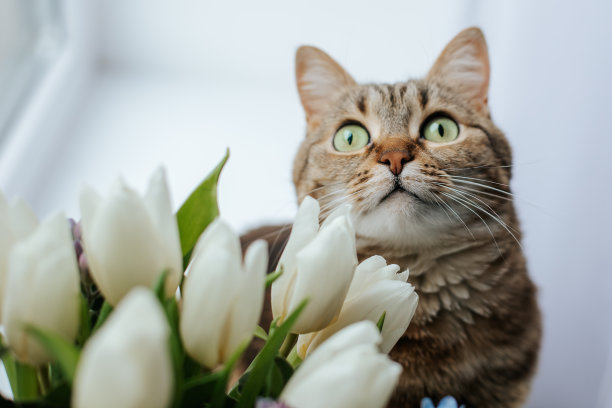 窗户鲜花小猫咪