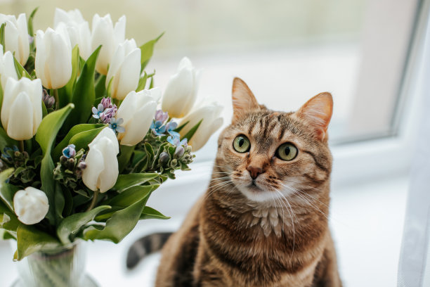 窗户鲜花小猫咪