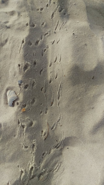 螃蟹足迹