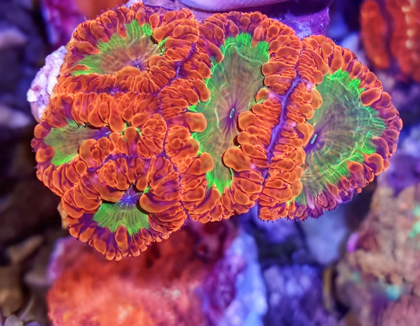 刺胞动物,珊瑚,颜色描述