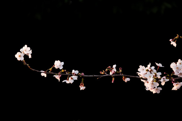 暗色调白色樱花