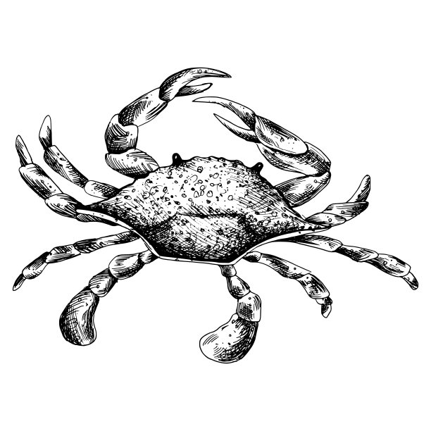 青蟹插画